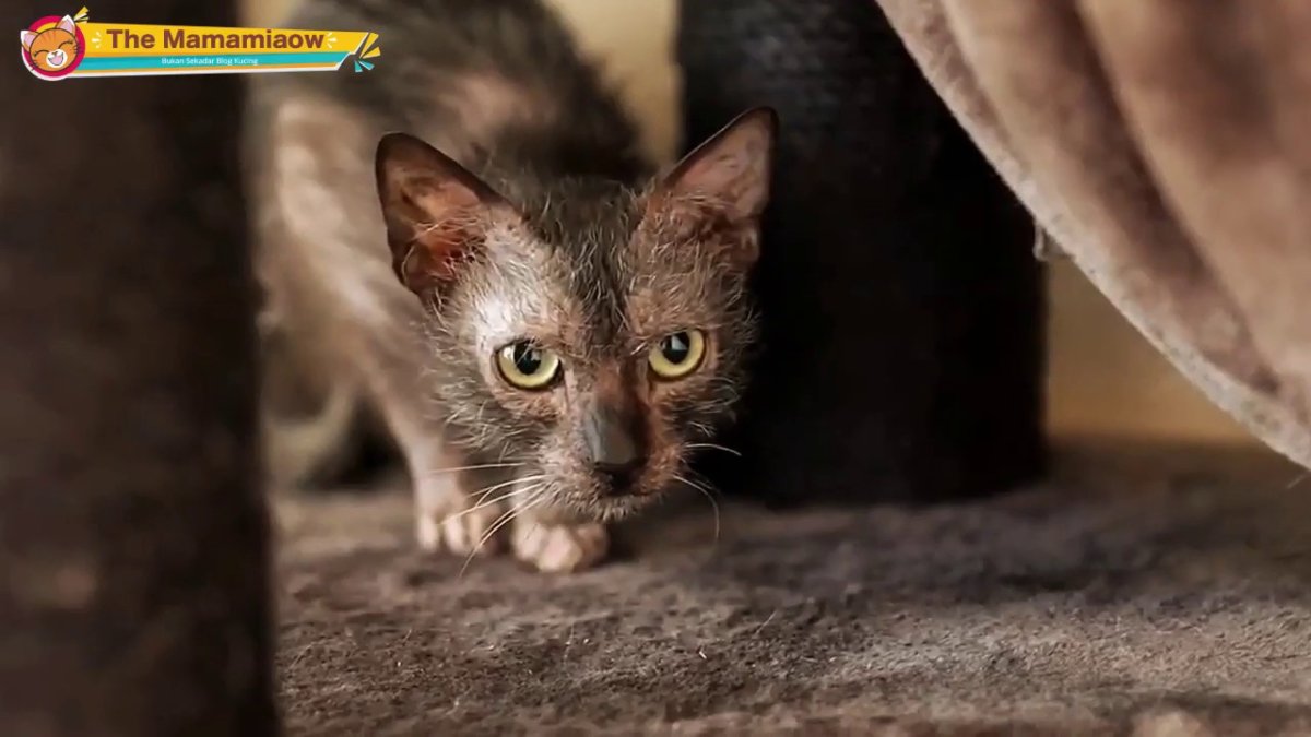 Кот Ликой коричневый