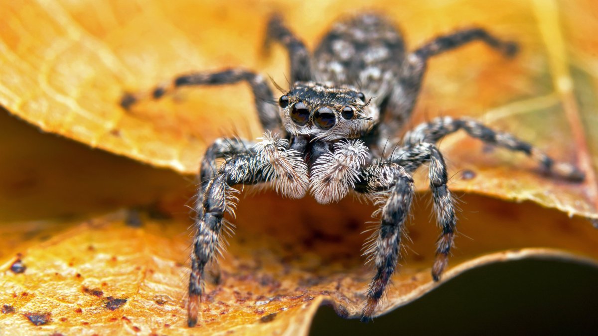 Скакунчик Тарантул