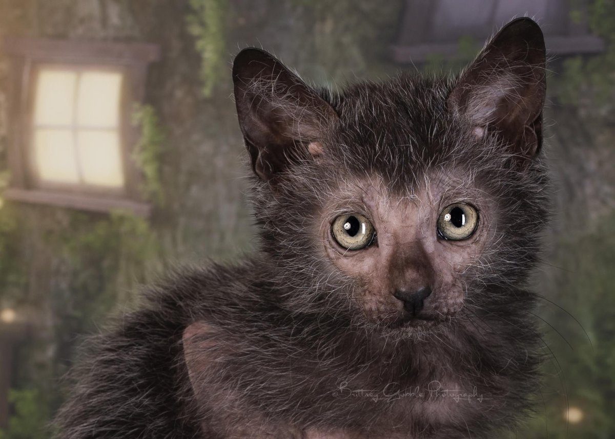 Ликои кошка