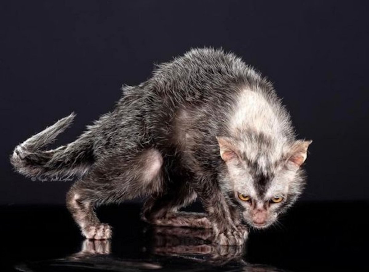 Кошка оборотень Ликой ц