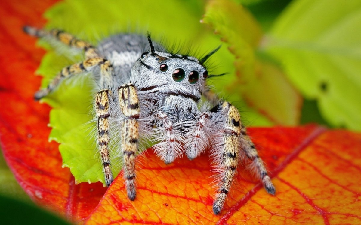 Паук скакун самка
