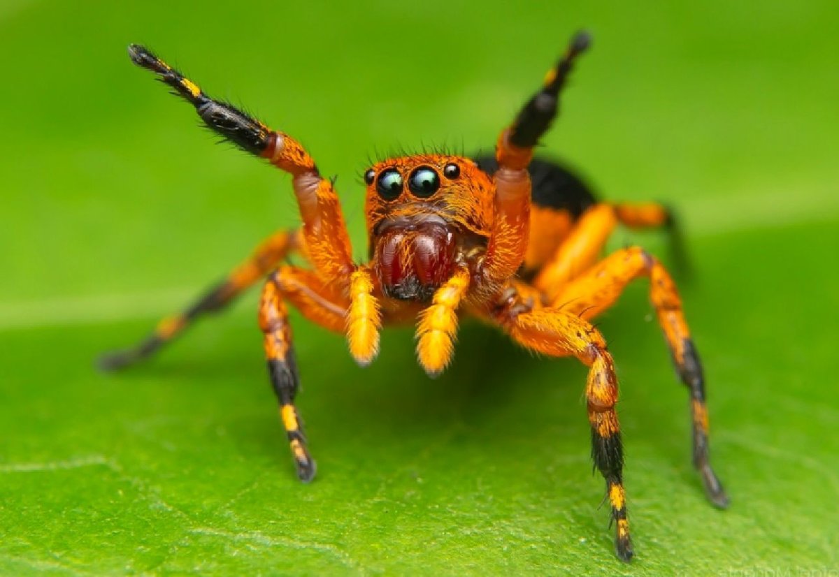 Phiale flavoguttatus