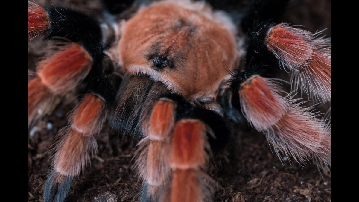 Тарантул птицеед