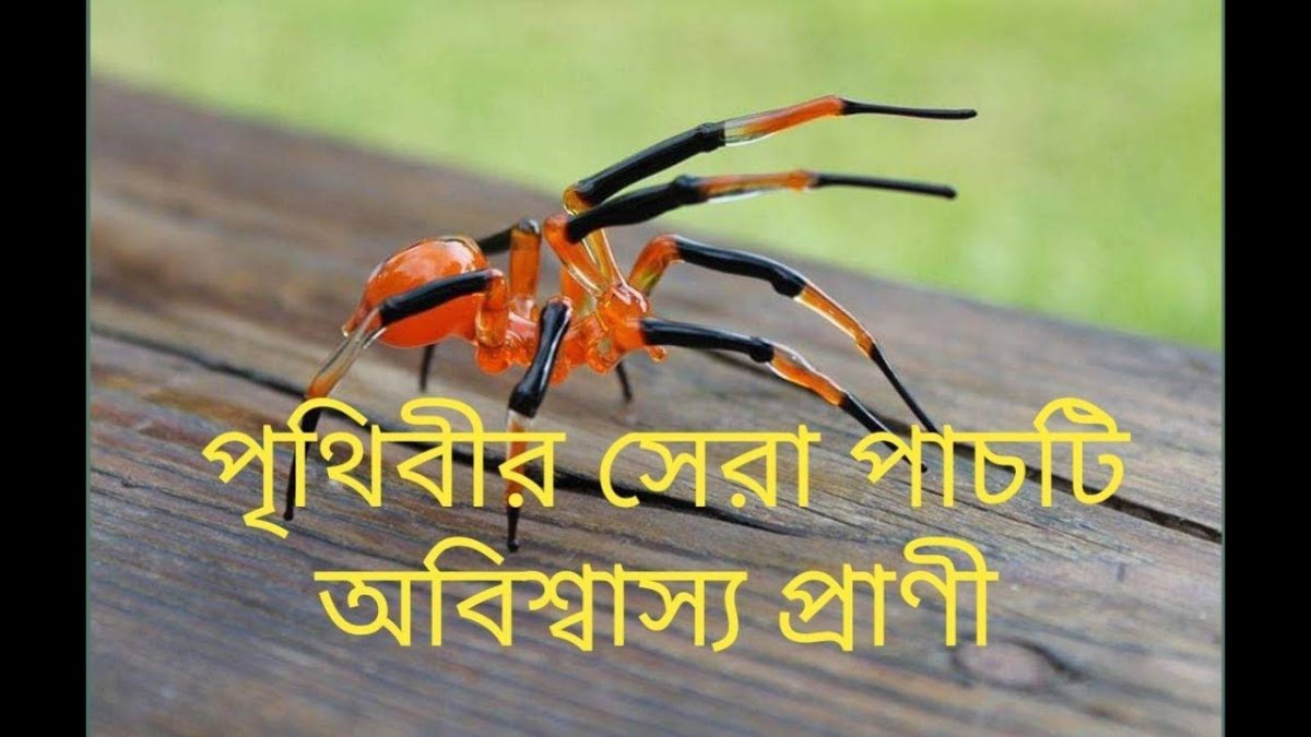 Черно оранжевый паук