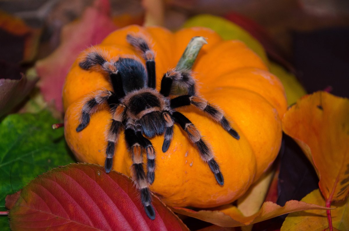 Тарантул тыква