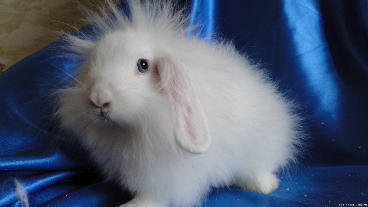 Ангорский карликовый кролик