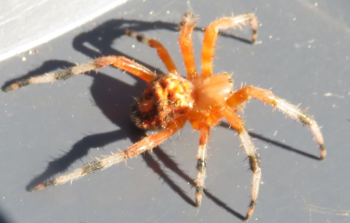 Araneus marmoreus оранжевый