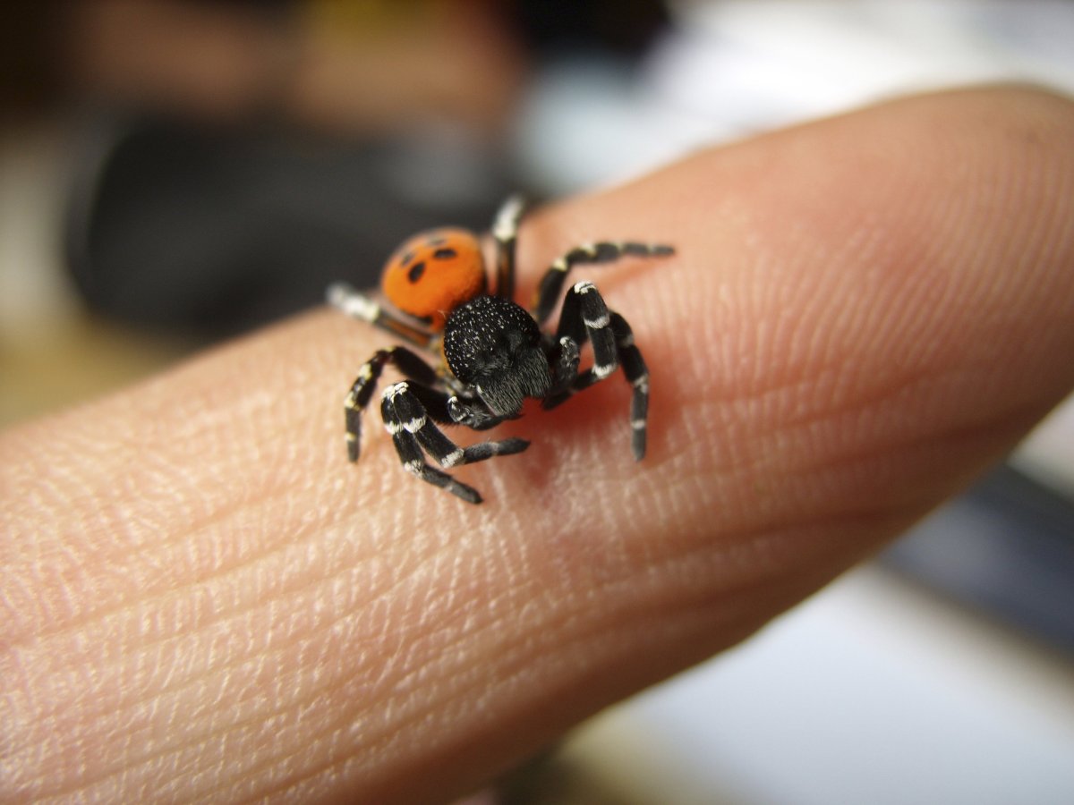 Эрезус ЦИНАБЕРИНУС Eresus cinnaberinus