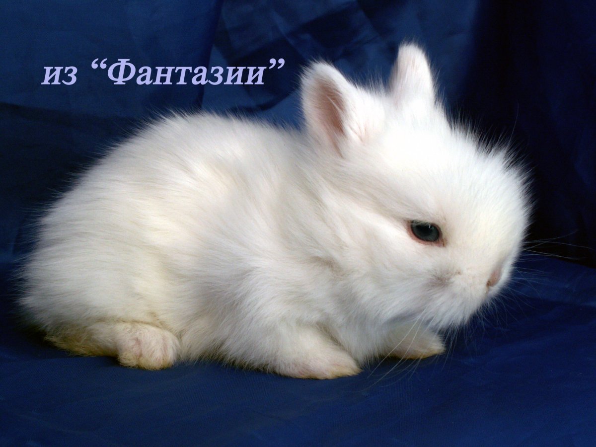 Декоративный кролик ангорский Пойнт
