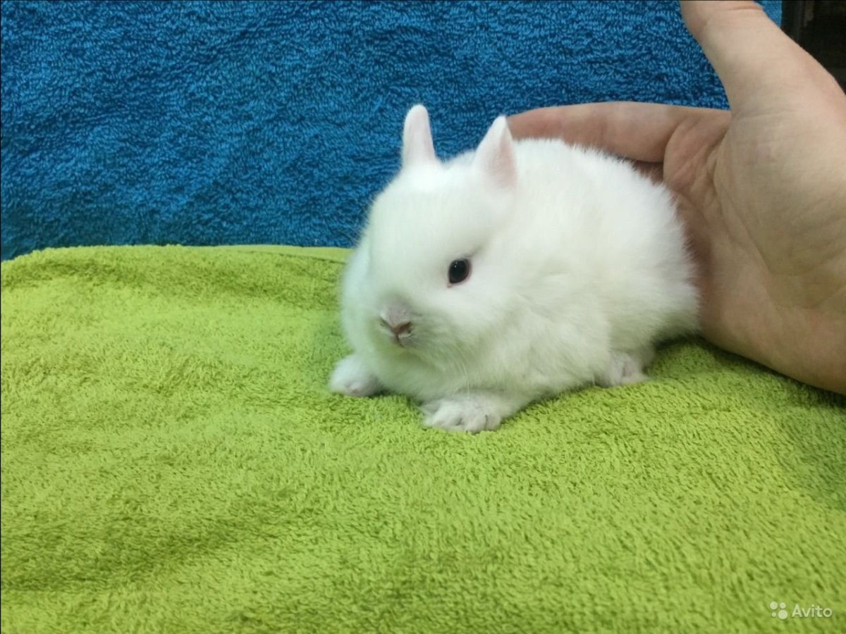 Кролик карликовый Хатун