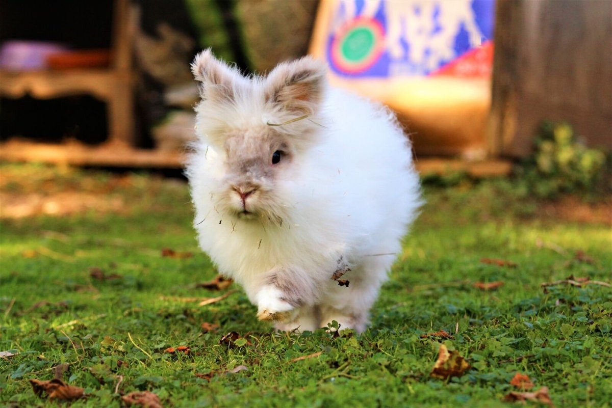 Кролик Лев