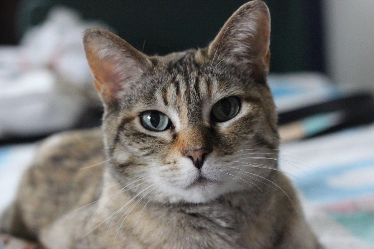 Дракон ли порода кошек