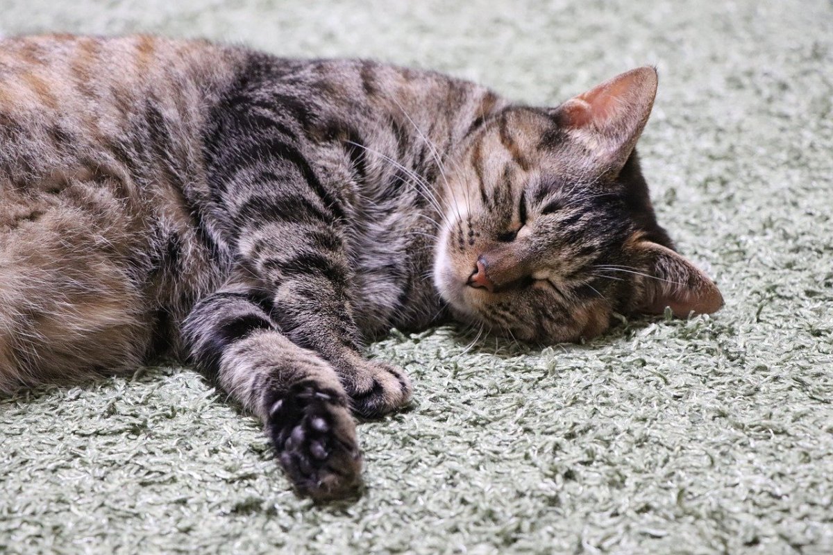 Китайская ли Хуа Мао