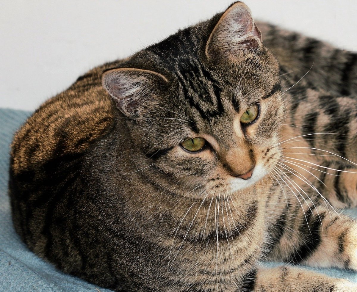 Дракон ночная фурия в реальной жизни