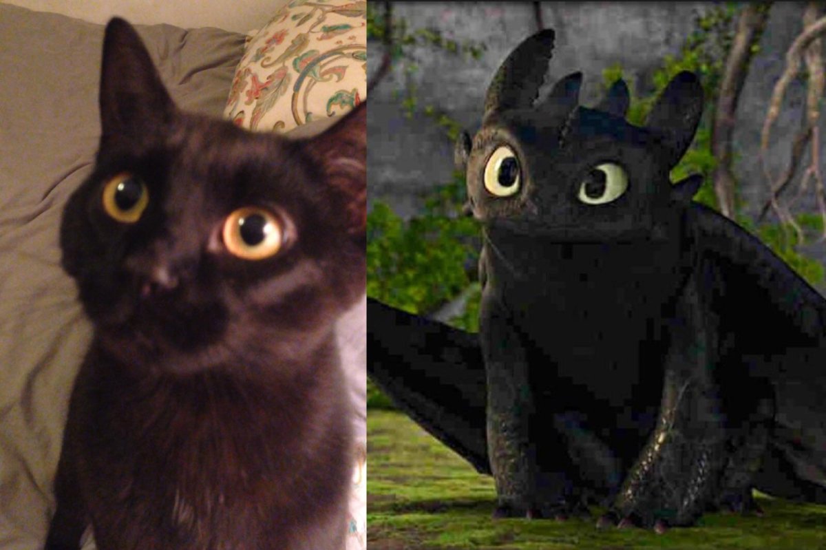 Мейн кун Роберт сижка