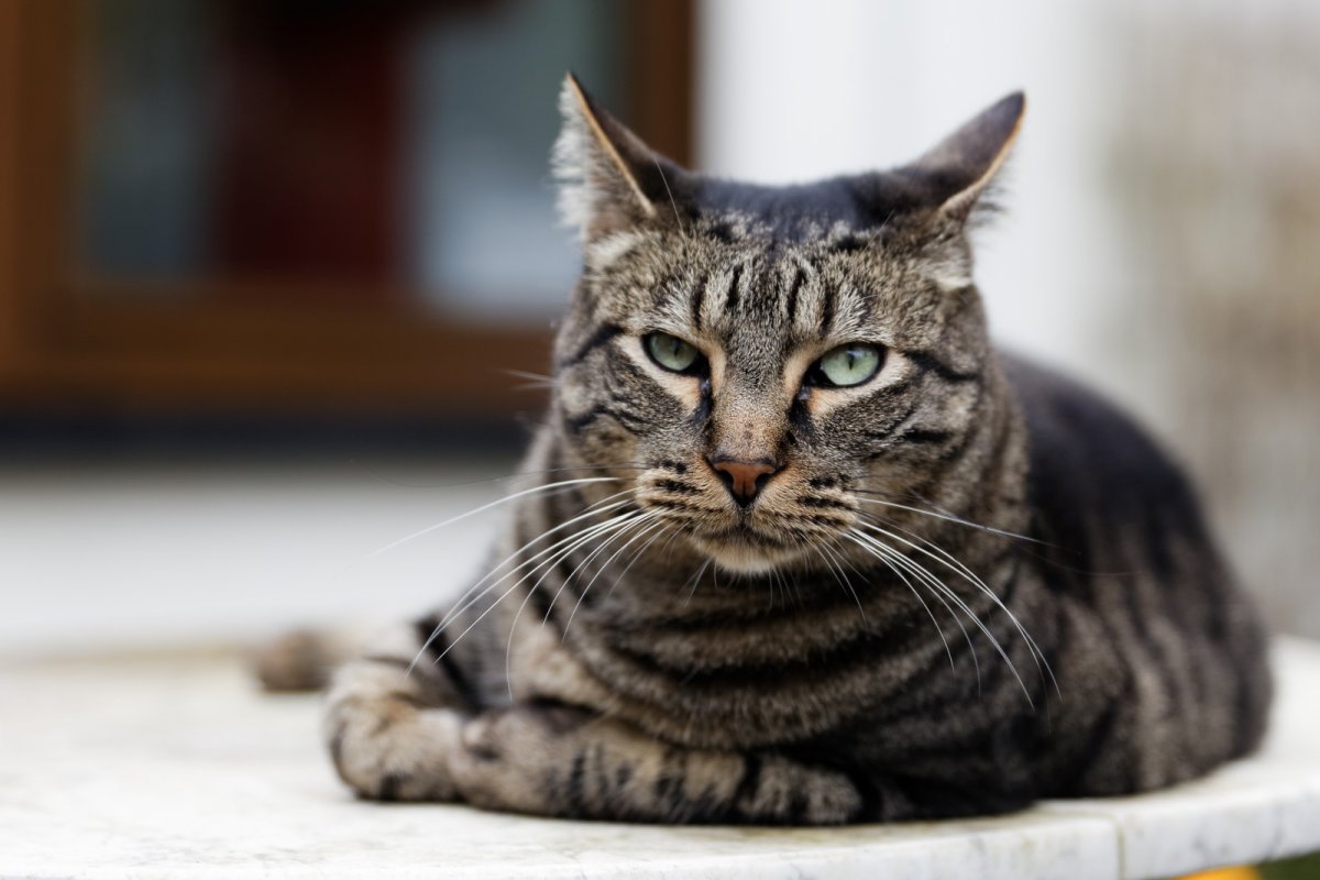 Китайская ли Хуа Мао