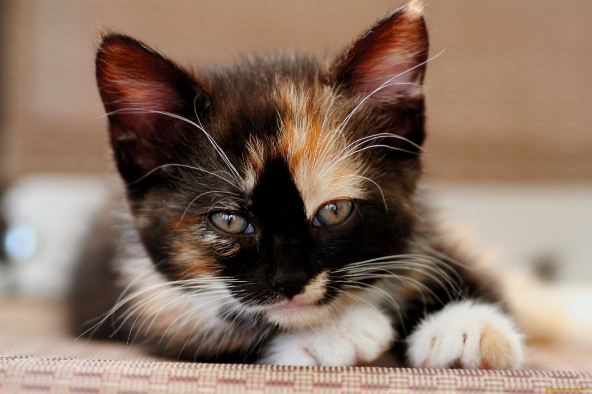 Кошка пятнистая трехцветная