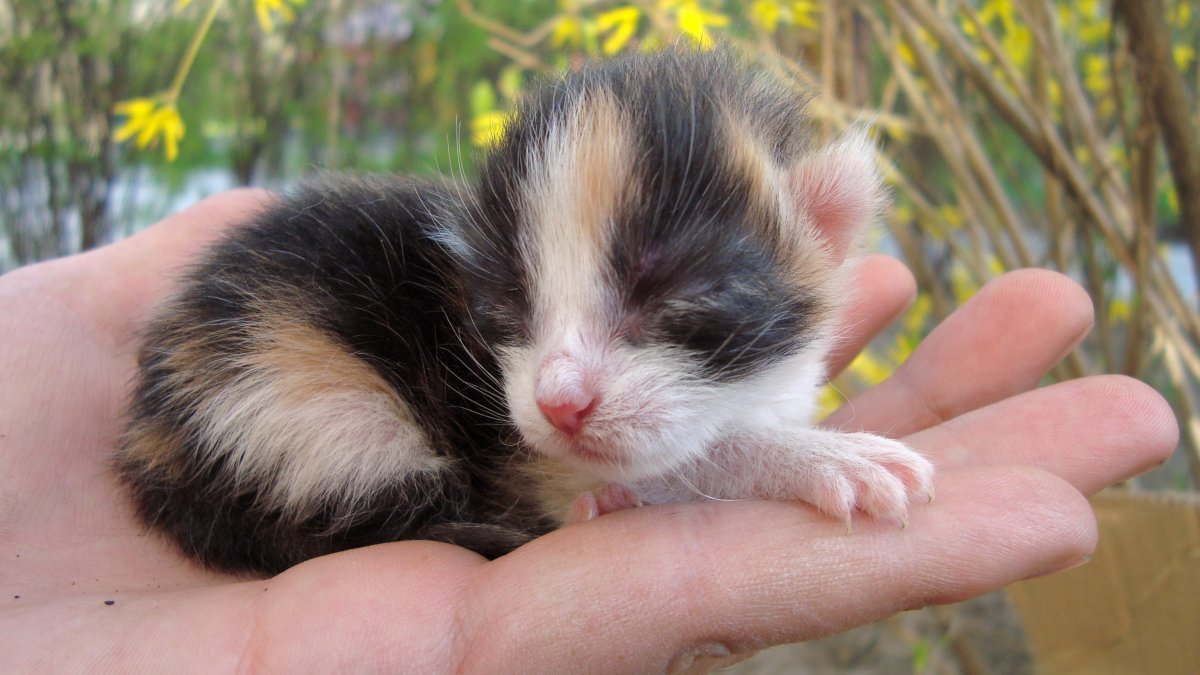 Кошки трехцветные на дереве