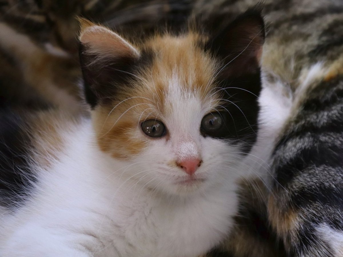 Трёхцветная кошка бледная