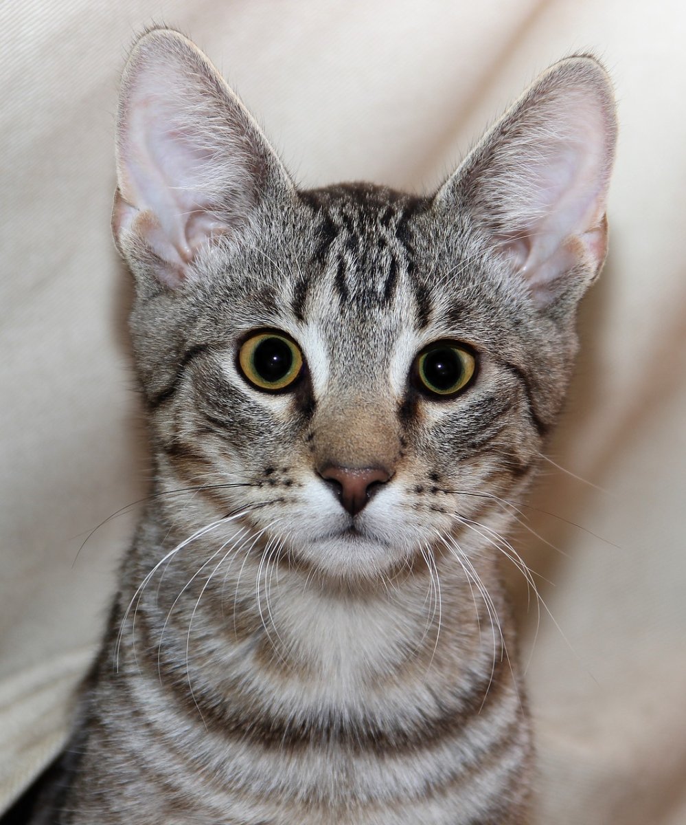 Дракон ли кошка