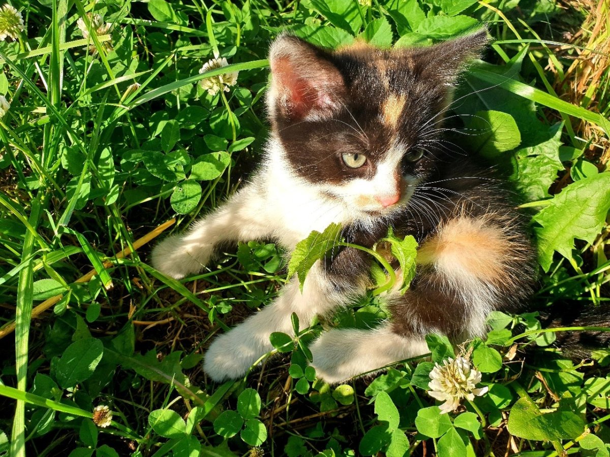 Табби биколор