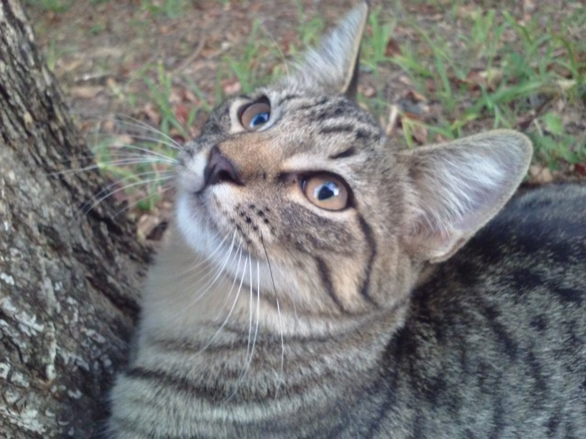 Каракал и Мейн кун