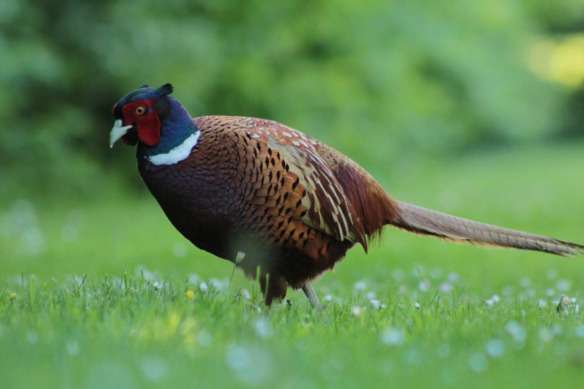 Зеленый фазан Кидзи