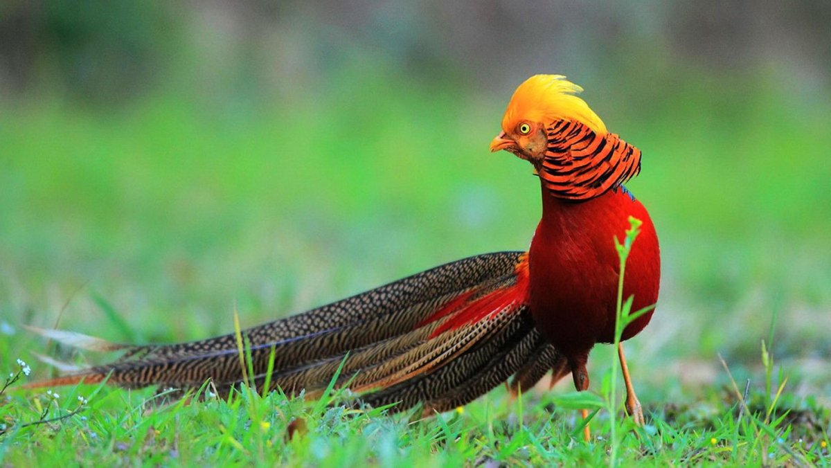 Фазан золотой красный