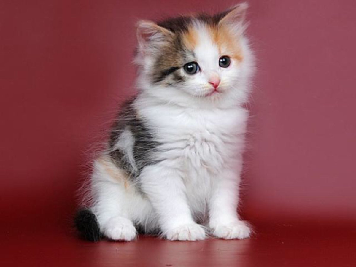 Трехцветный пушистый котенок
