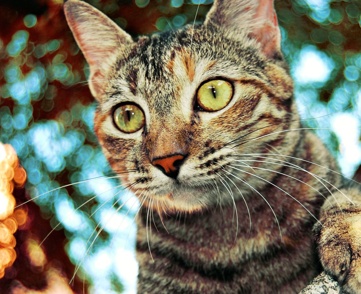 Дракон ли кошка