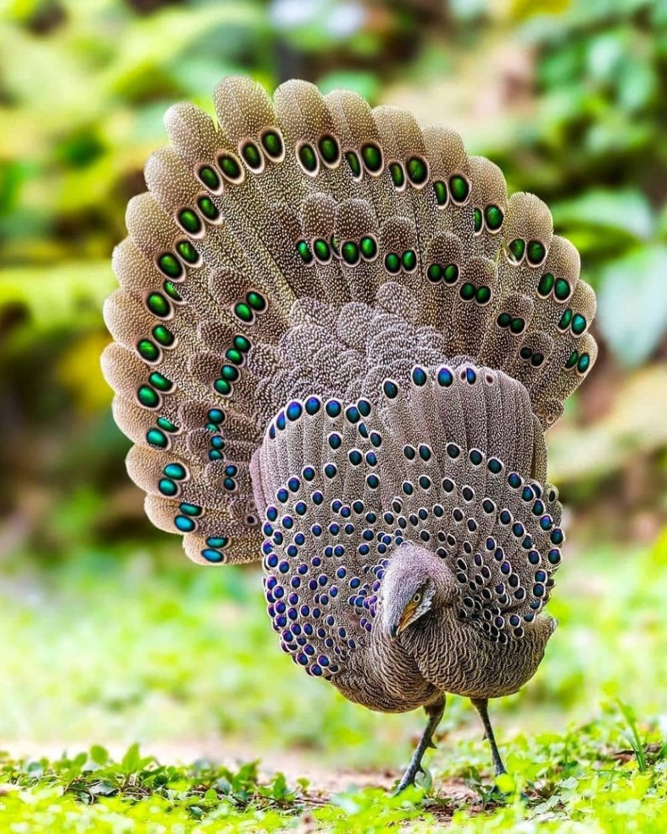 Пёстрый фазан Микадо