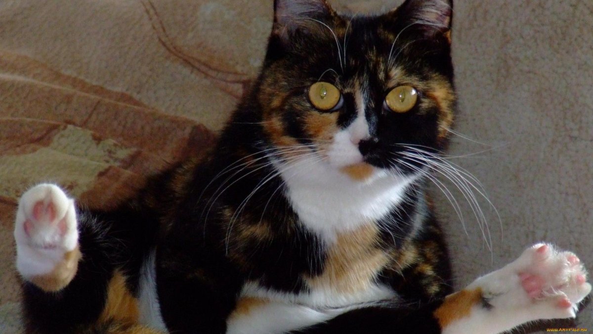 Смешные трехцветные котики