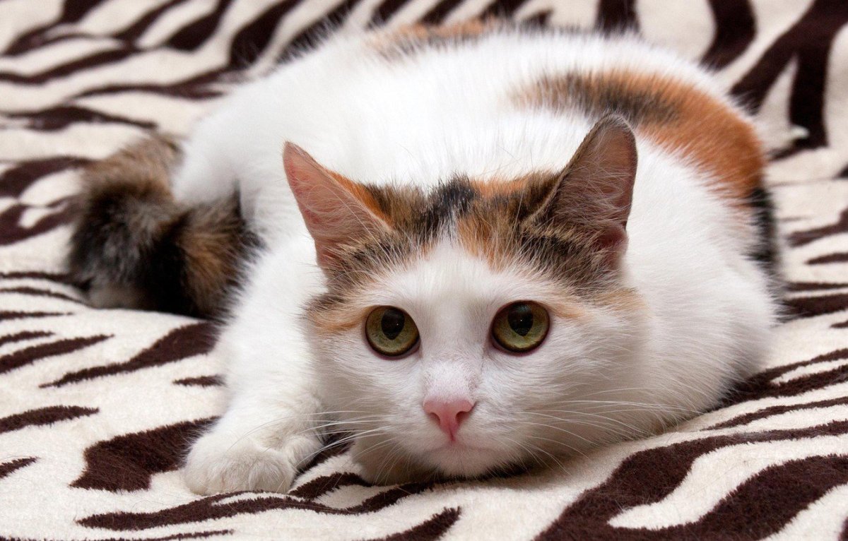 Трёхцветная кошка