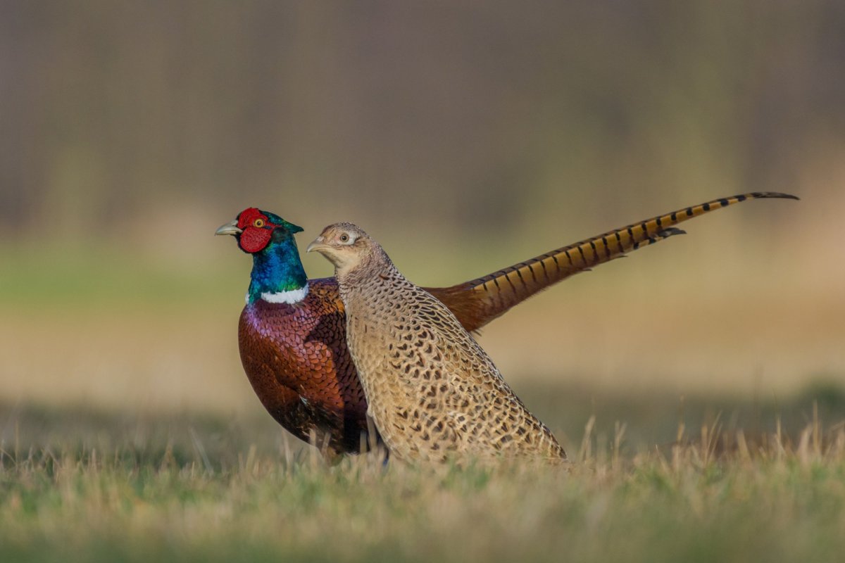Фазан золотой красный