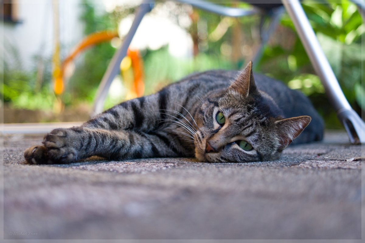 Ли Хуа Мао кошка