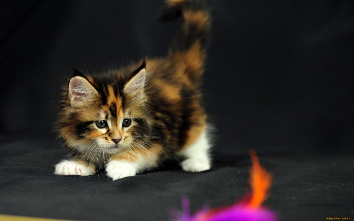 Пушистая кошка Мейн кун трехцветная