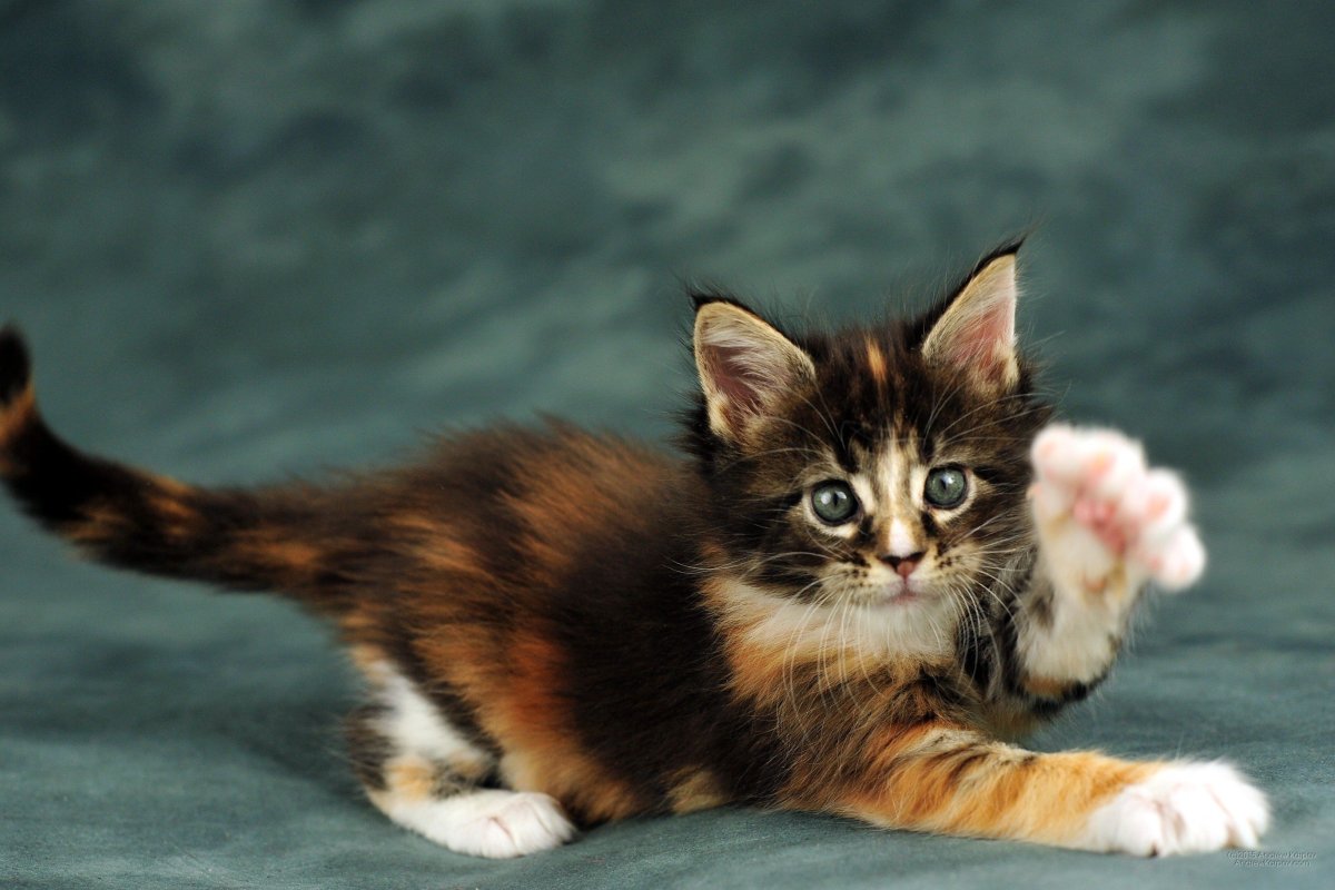 Обои на рабочий стол котята