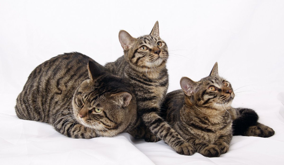 Китайская ли Хуа Мао