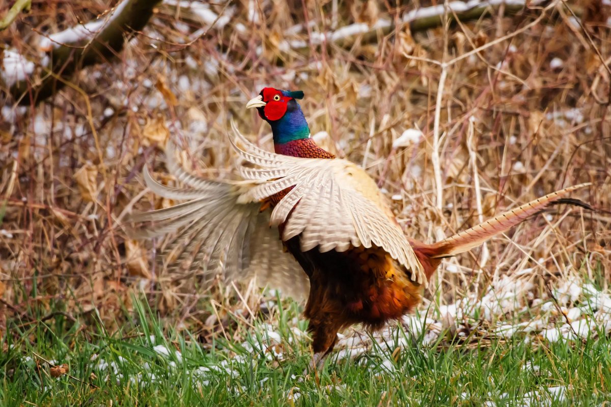 Фазан золотой красный