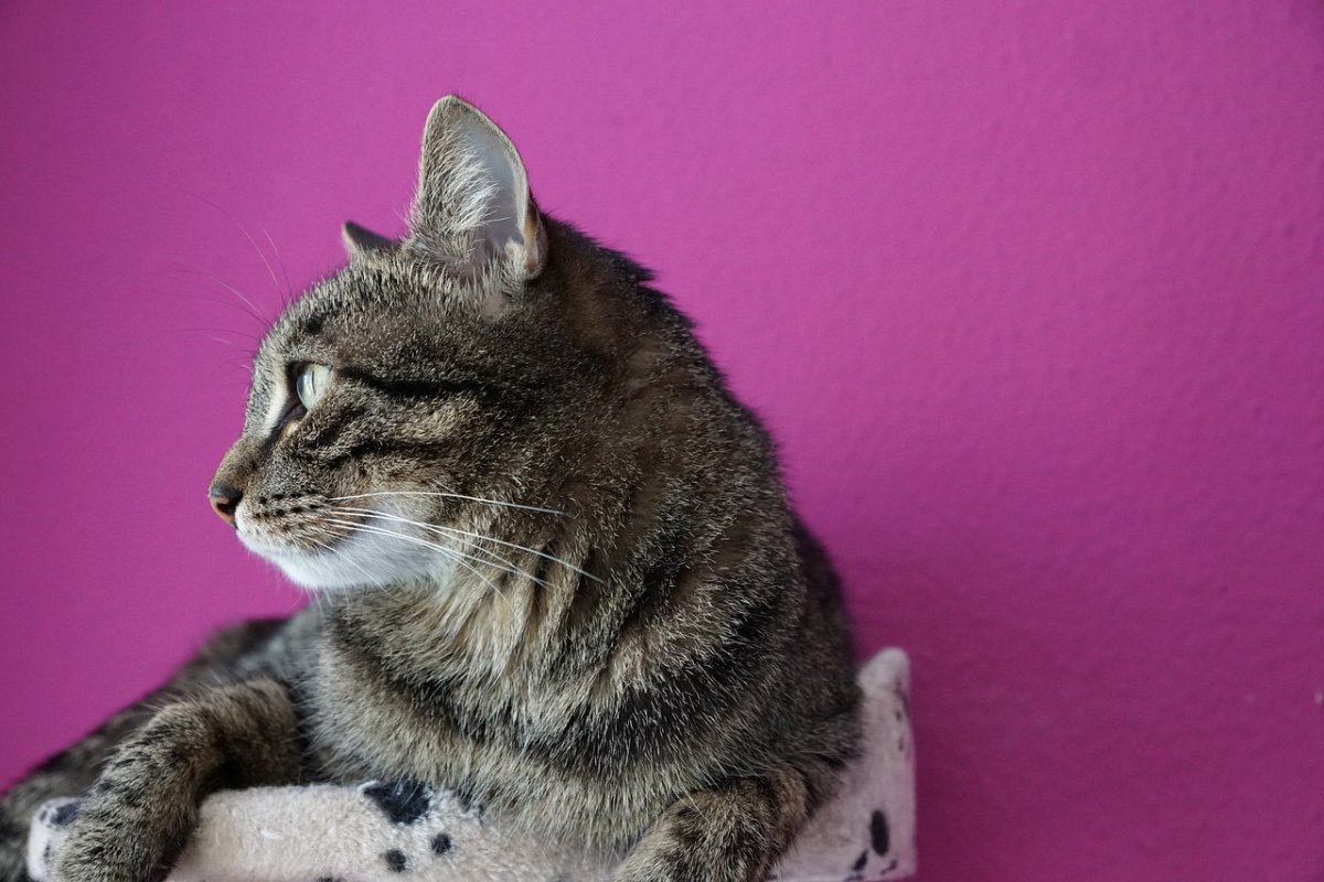 Азиатская табби фото