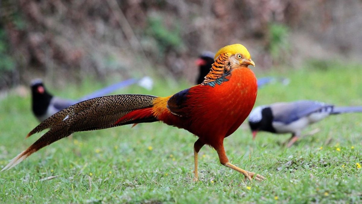 Клинохвостый фазан