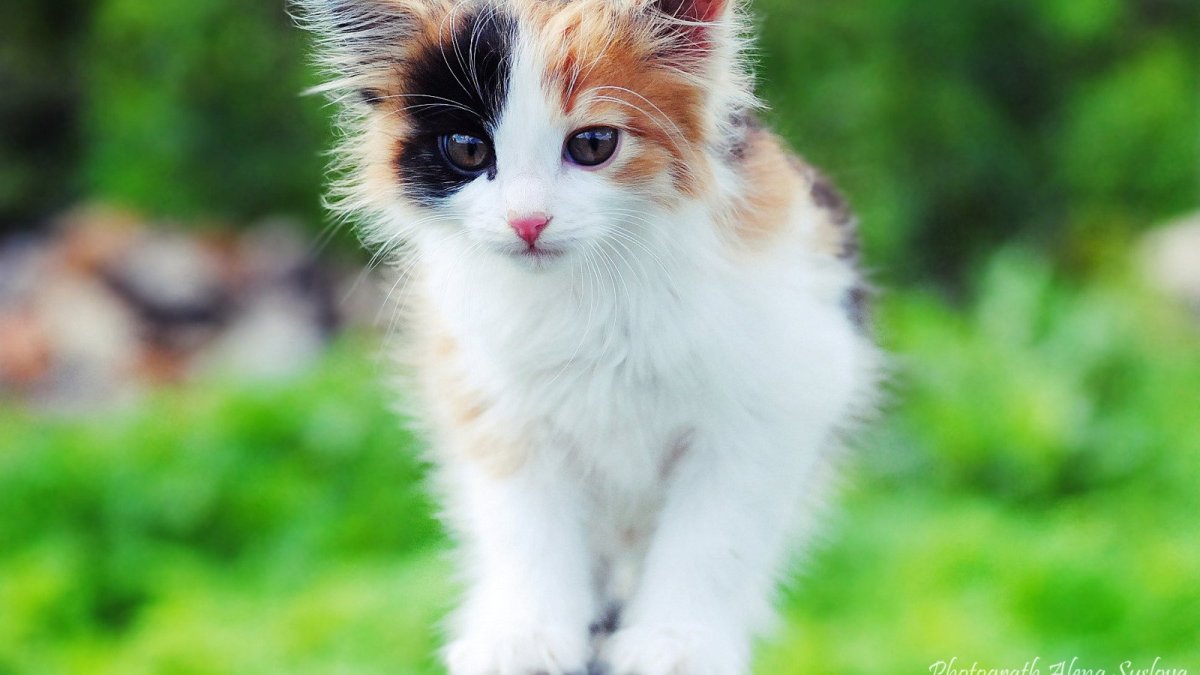 Манчкин кошка трехцветная