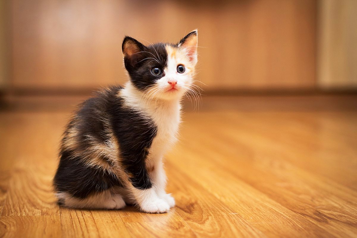 Трехцветный котенок