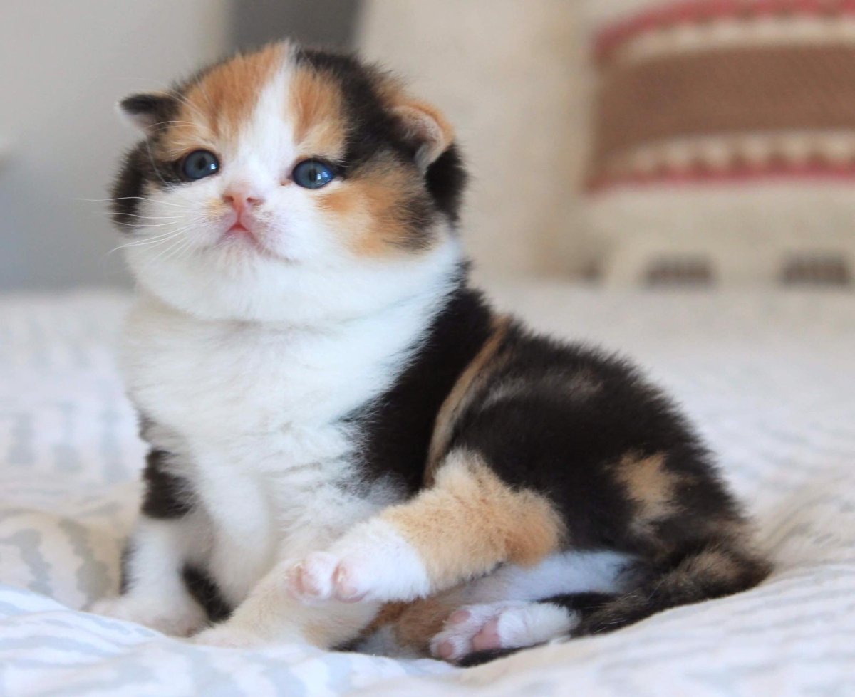 Трехцветные коты Мейн кун