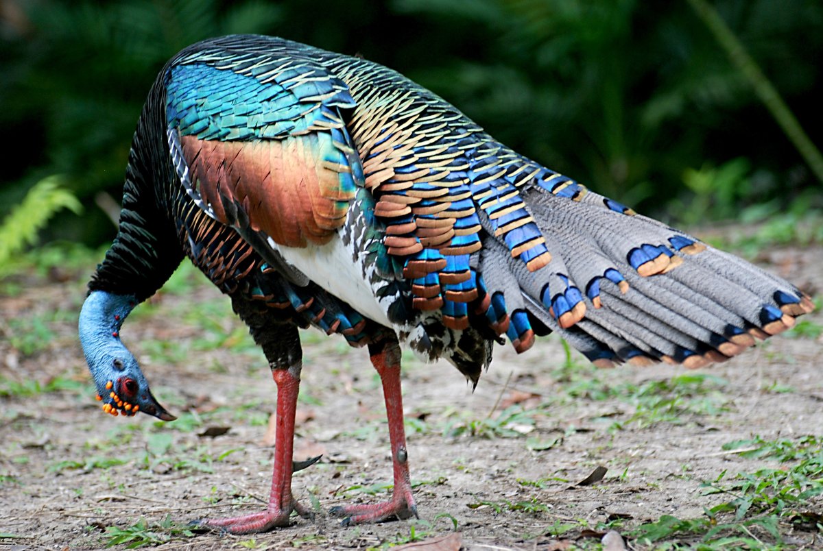 Глазчатая индейка