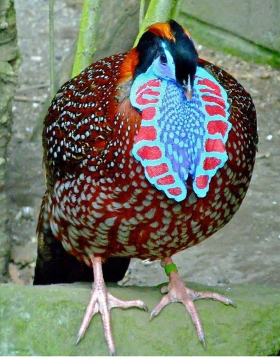 Фазан трагопан Темминка