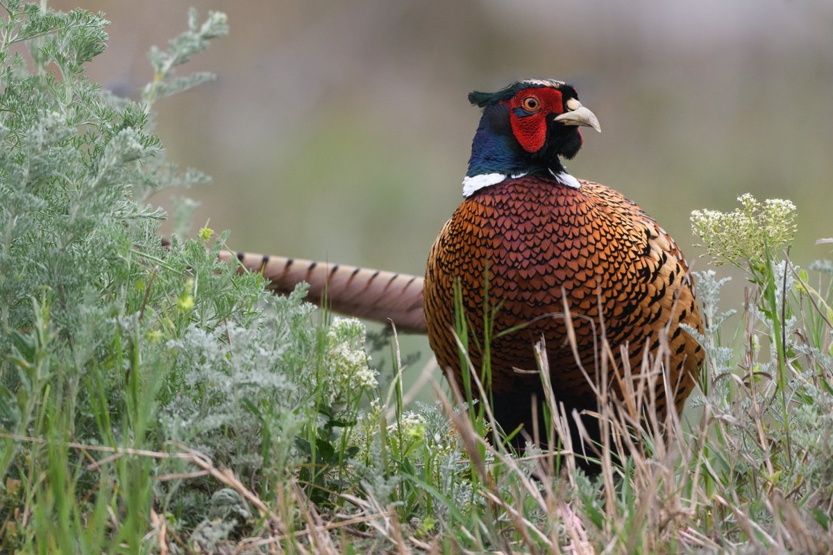 Клинохвостый фазан