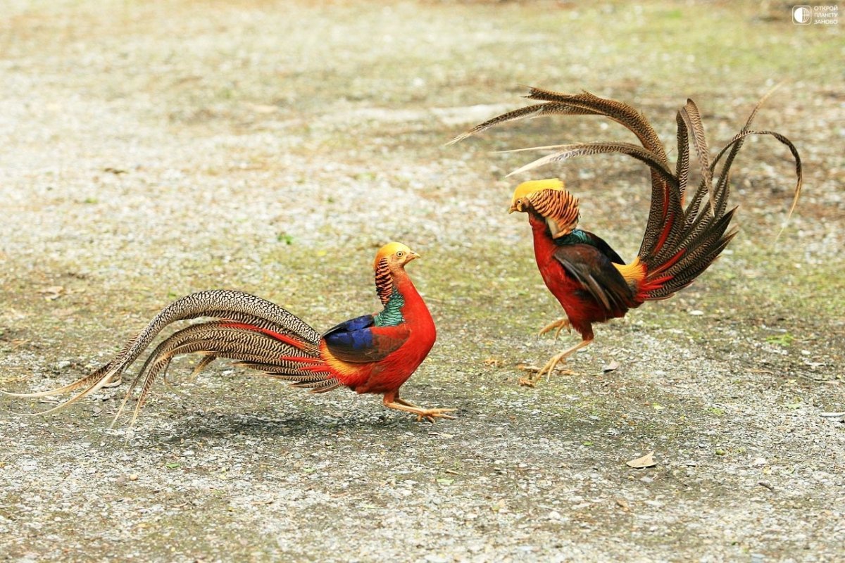 Зеленый фазан Кидзи