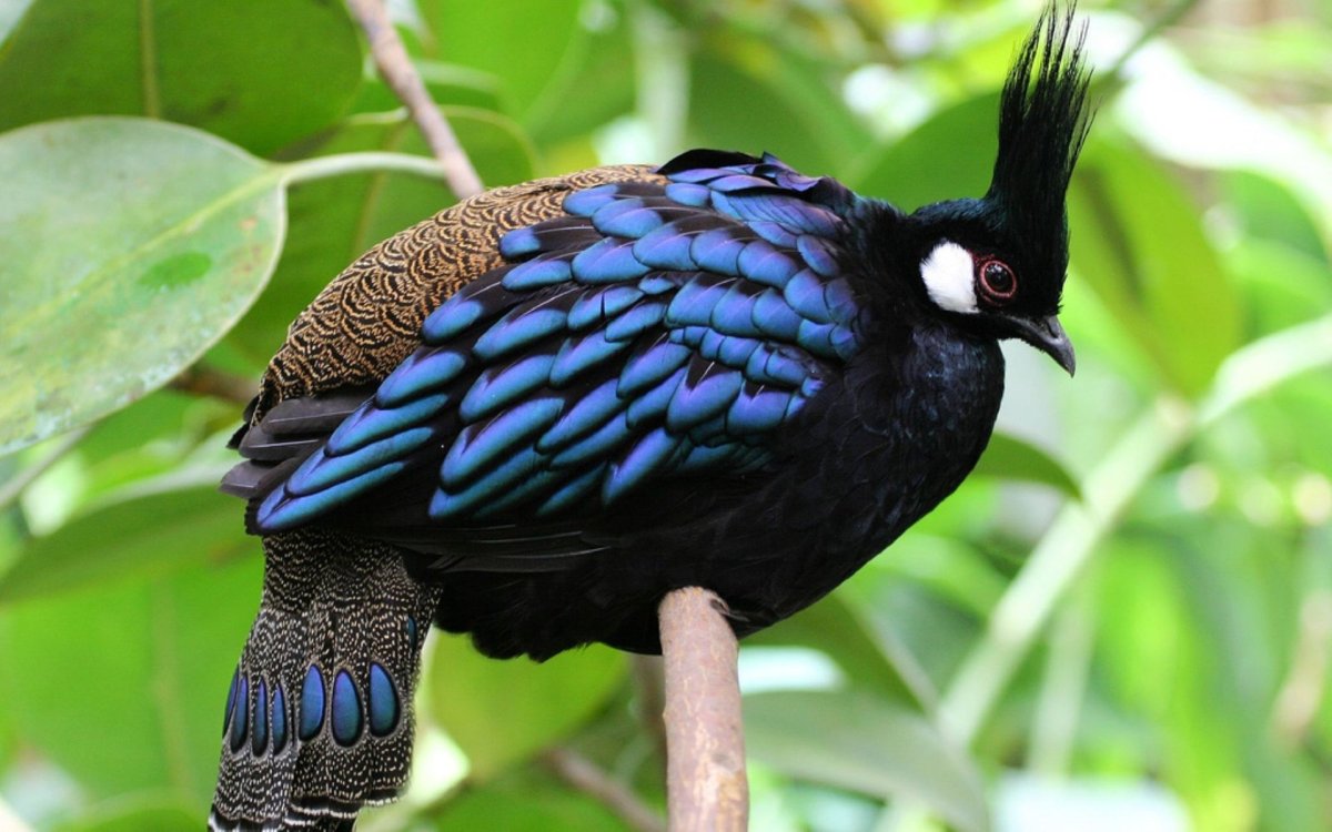 Фазан Аргус