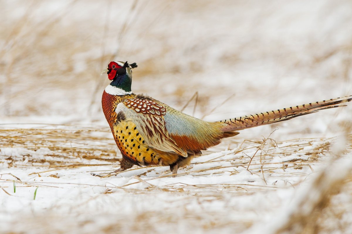 Борнейский павлиний фазан